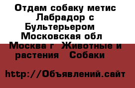 Отдам собаку метис Лабрадор с Бультерьером. - Московская обл., Москва г. Животные и растения » Собаки   